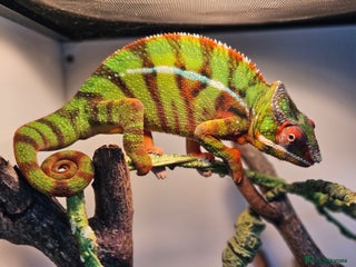 Chameleon reptiles Ambilobe Panther Chameleon Male (9 months old) - Advert 16