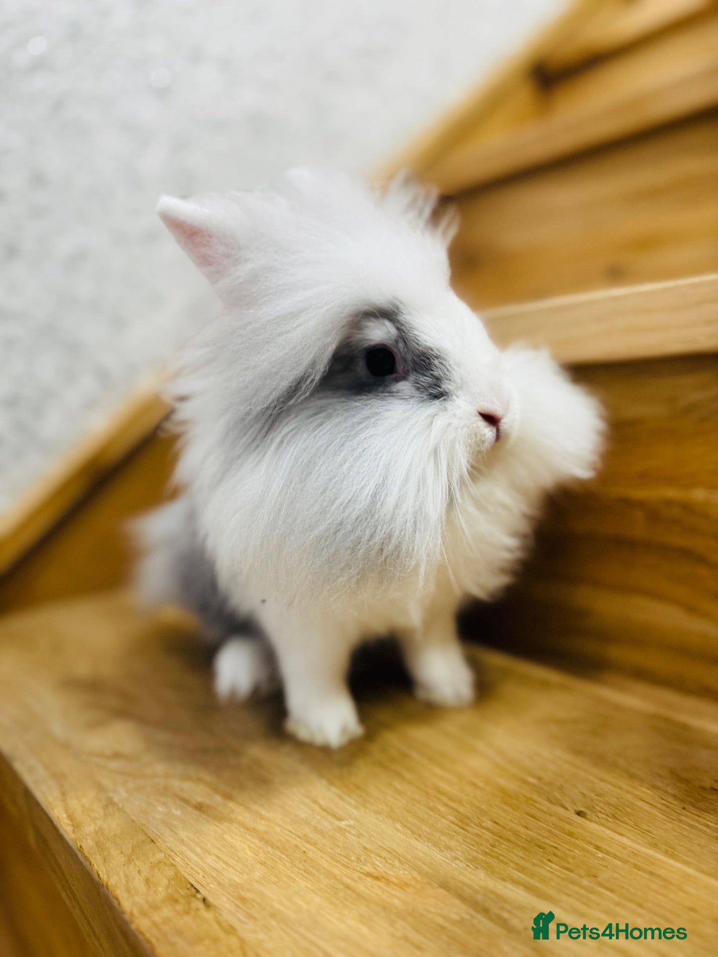 Lionhead rabbits Beautiful Lionhead Rabbit❤️ - Advert 2