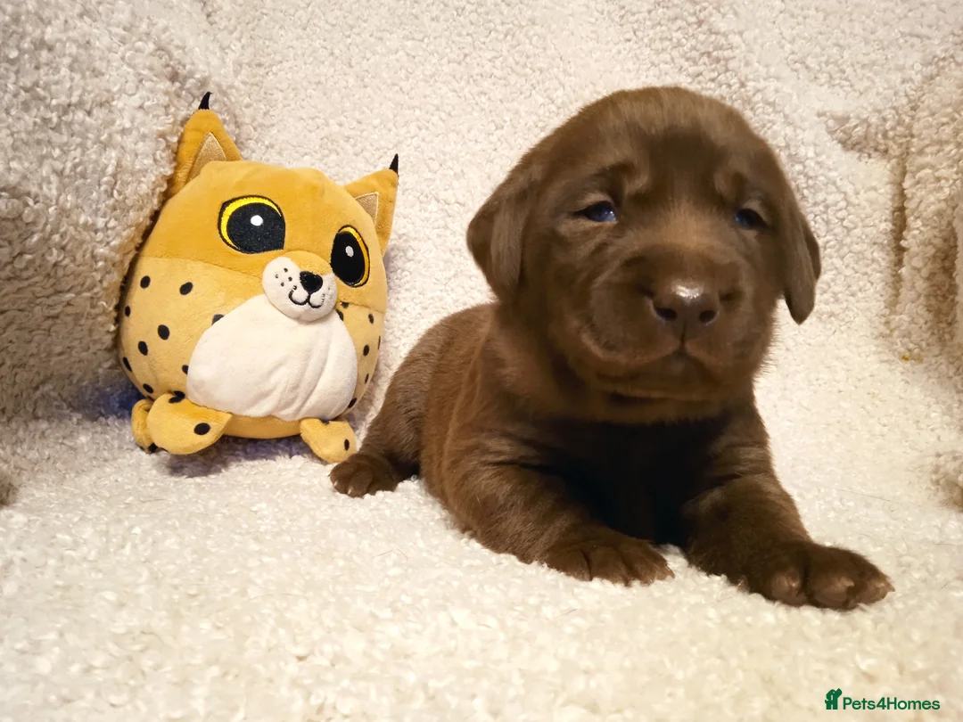 Labrador Retriever dogs for sale: KC CHOCOLATE LABRADORS PUPPIES, H TESTED PARENTS  - Advert 16