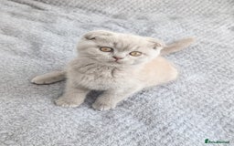 Scottish Fold cats for sale: Scottish fold kittens are looking for family🥰 - Advert 9
