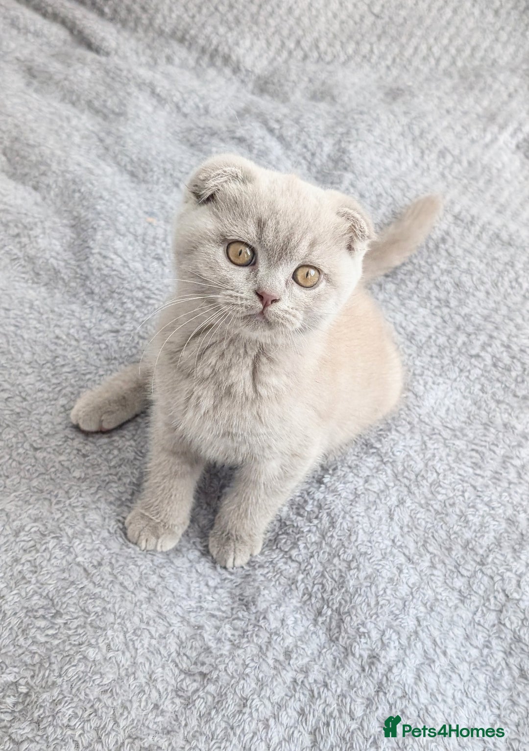 Scottish Fold cats for sale: Scottish fold kittens are looking for family🥰 - Advert 9