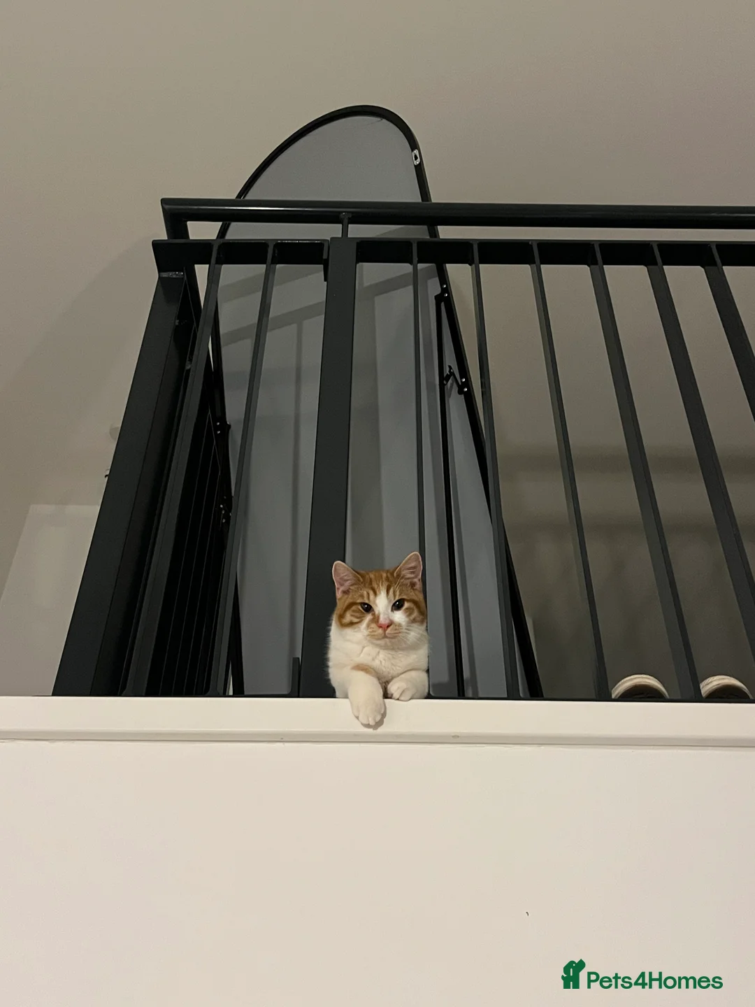 Domestic Shorthair cats for sale: The most perfect boy in Birmingham - Advert 5