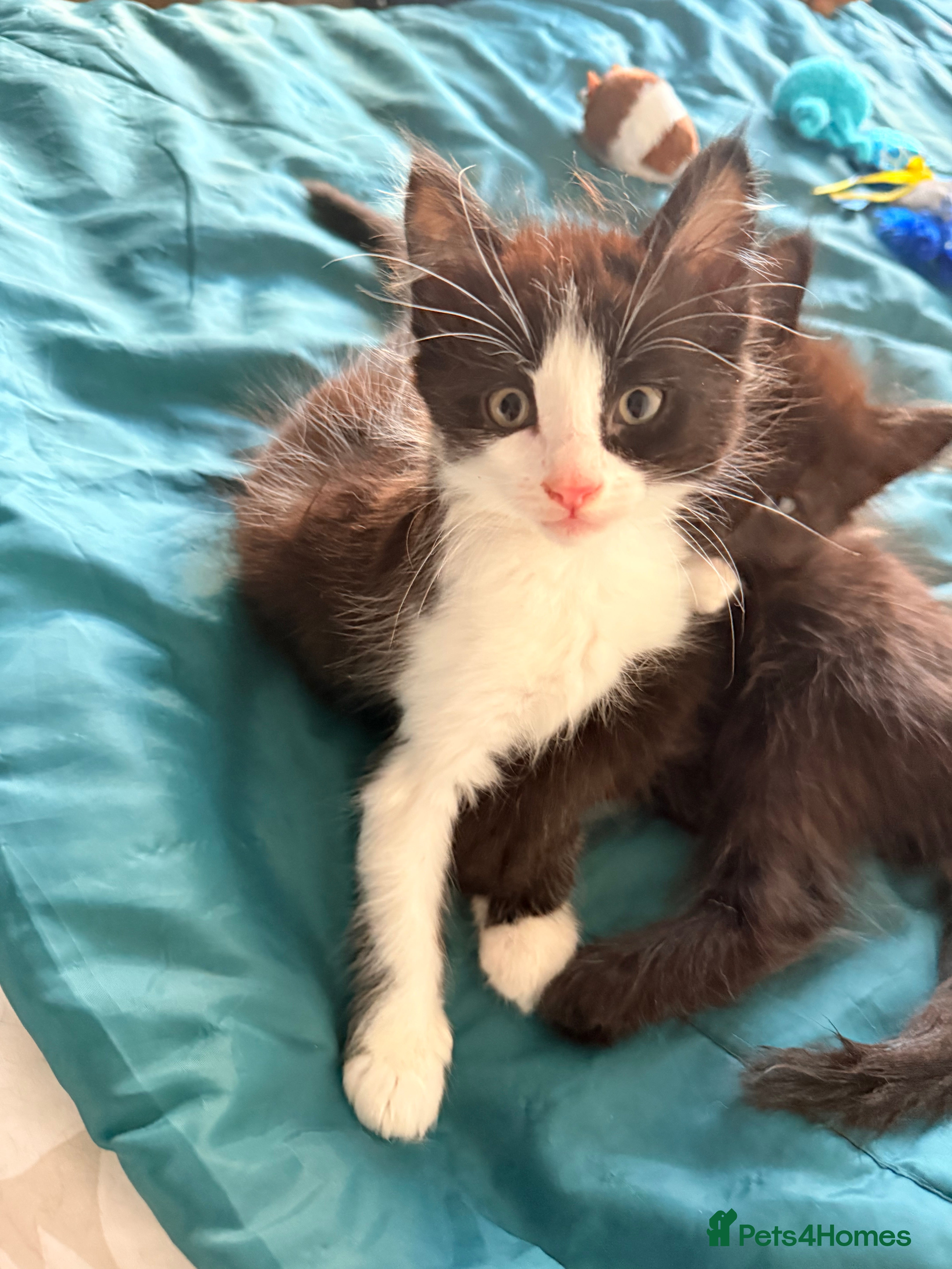 British Shorthair cats 4 adorable black and white kittens - Advert 2