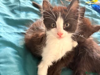 British Shorthair cats 4 adorable black and white kittens - Advert 2