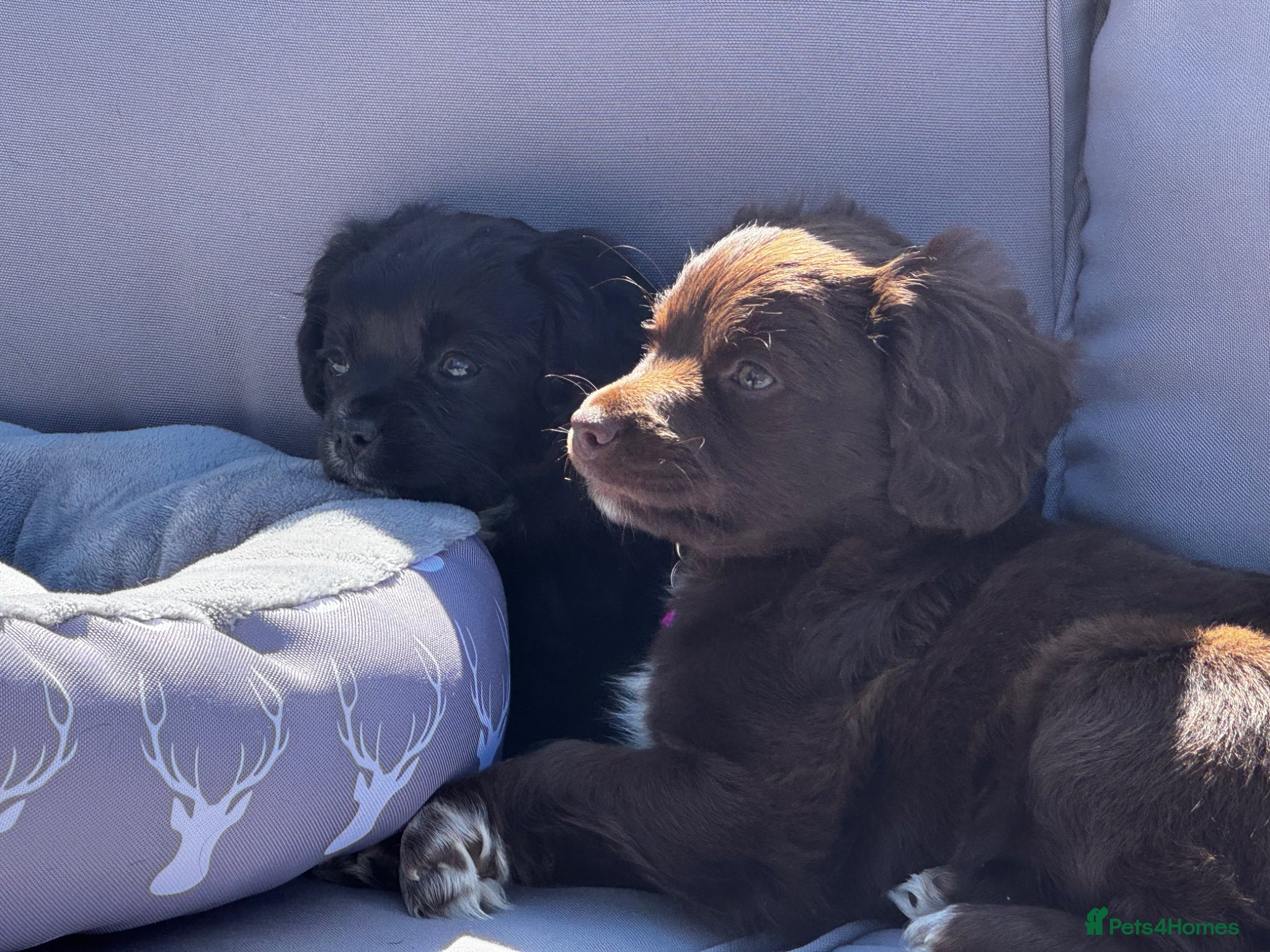Mixed Breed dogs 2 left! Chihuahua x Cocker Spaniel cockerhuahua - Advert 22