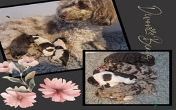 Cockapoo dogs for sale: Chunky health tested stunning English cockerpoos. - Image 17