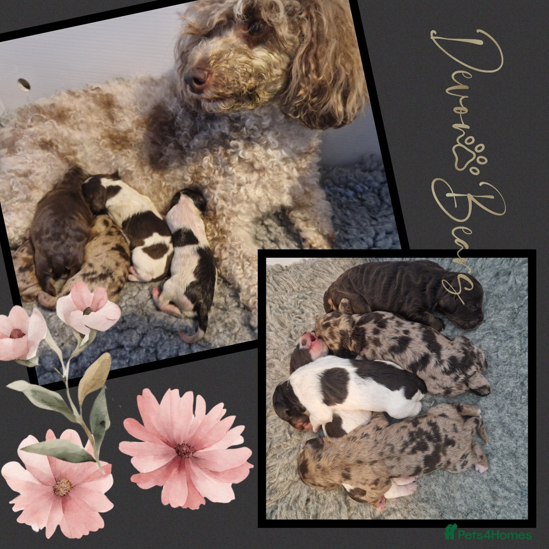 Cockapoo dogs for sale: Chunky health tested stunning English cockerpoos. - Image 17
