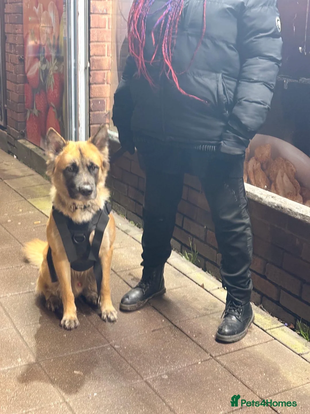 Mixed Breed dogs for sale: German shepherd cross  - Advert 1