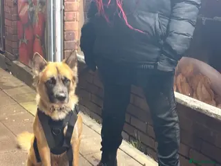 Mixed Breed dogs German shepherd cross - Advert 12