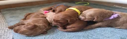 Cockapoo dogs for sale: F1 COCKERPOO PUPPIES  - Advert 6