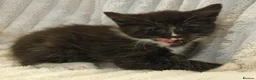 Maine Coon cats for sale: Maine Coon X  - Advert 12