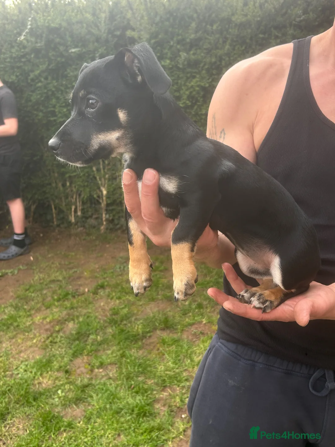 Jackshund dogs for sale: Jackshaund 7 month old pup for sale  in Leominster - Advert 2