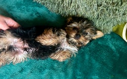 Yorkshire Terrier dogs for sale: 3 miniature Yorkshire terrier boys - Image 5