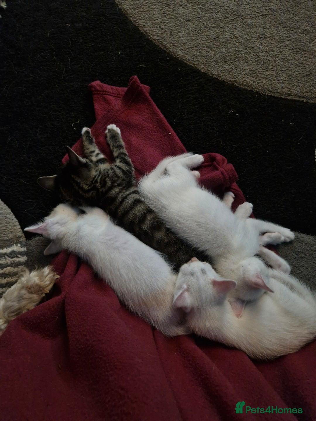 Siamese cats for sale: Siamese /balinese cross kittens - Image 15