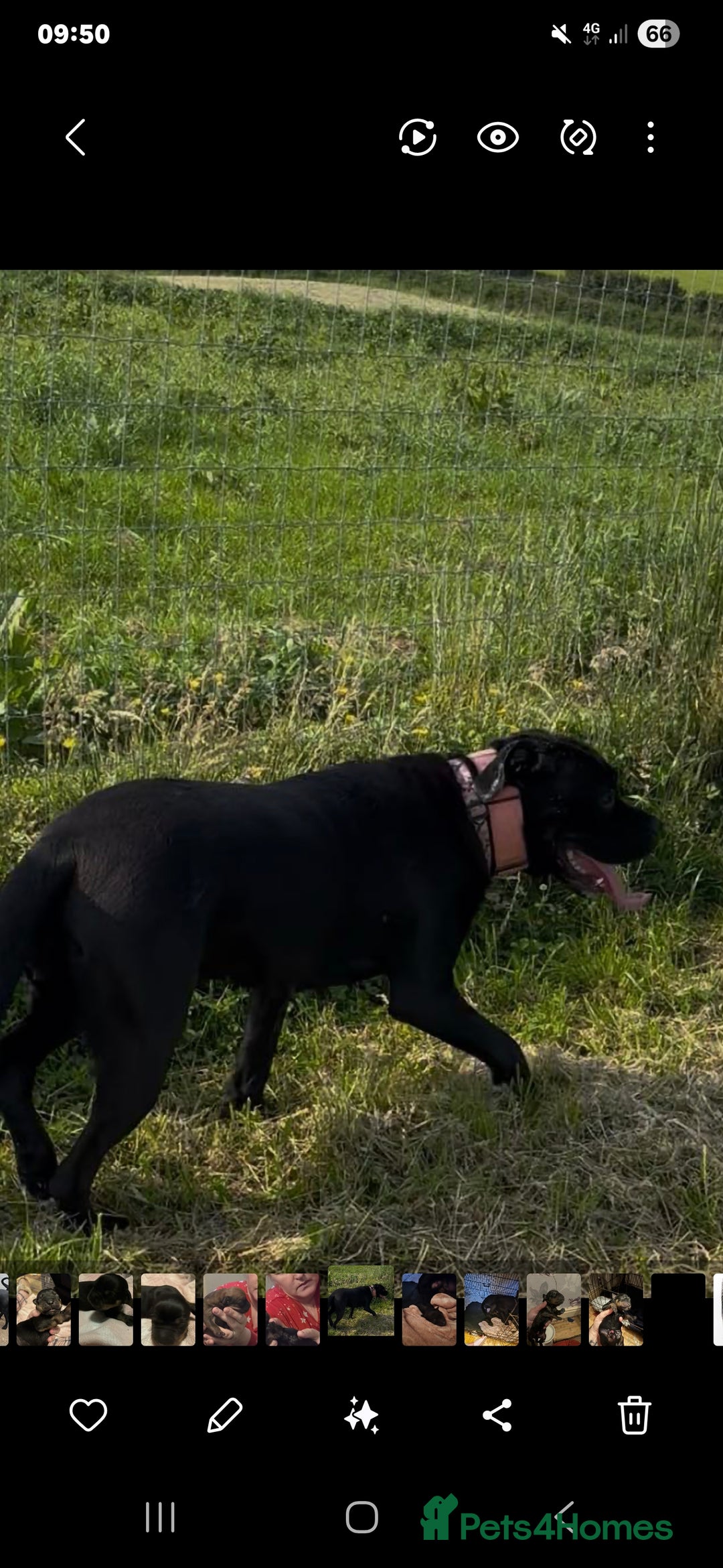 Rottweiler dogs for sale: 2 female rottweiler pups - Advert 10