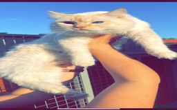 Ragdoll cats for stud: Flame point Ragdoll STUD GCCF & TICA in Pontypridd - Image 2