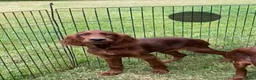 Irish Setter dogs for sale: One Boy available- KC Irish Setter Puppies - Advert 8