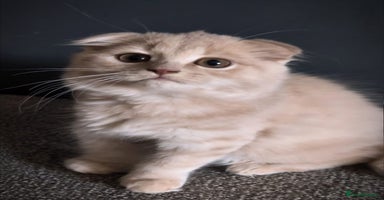 Scottish Fold cats - Advert 7