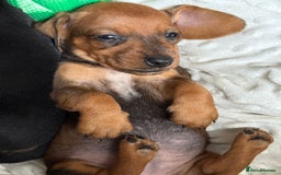 Dachshund dogs for sale: Dachshund puppies looking for new family  - Image 2