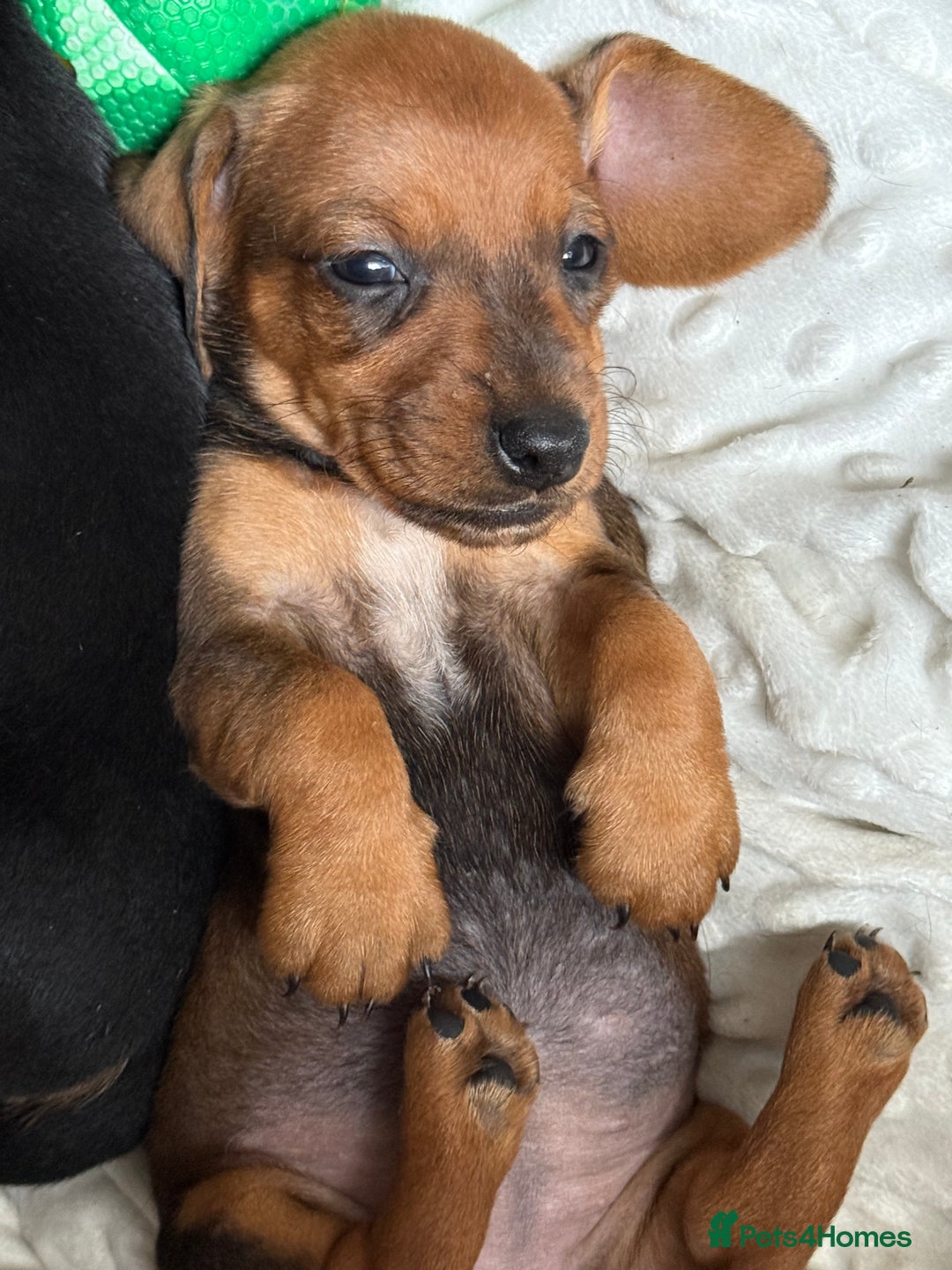 Dachshund dogs for sale: Dachshund puppies looking for new family  - Image 2