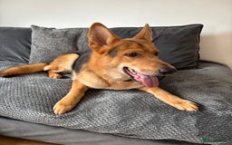 German Shepherd dogs for sale: Male German Shepherd 2 years old - Image 2