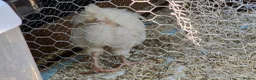 Chickens poultry for sale: White astralorp cocheral - Advert 2