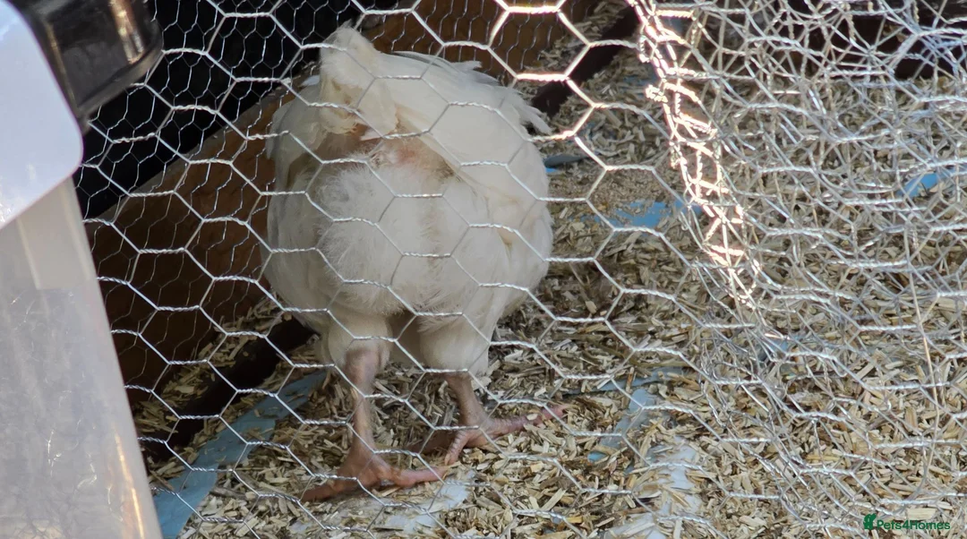Chickens poultry for sale: White astralorp cocheral - Advert 2