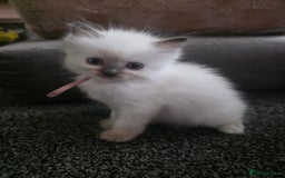 Ragdoll cats for sale: Fully Vaccinated Ragdolls ready 8th Nov - Image 13