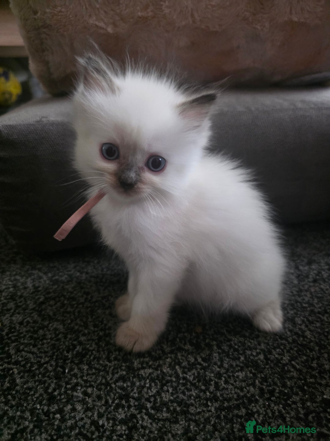 Ragdoll cats for sale: Fully Vaccinated Ragdolls ready 8th Nov - Image 13