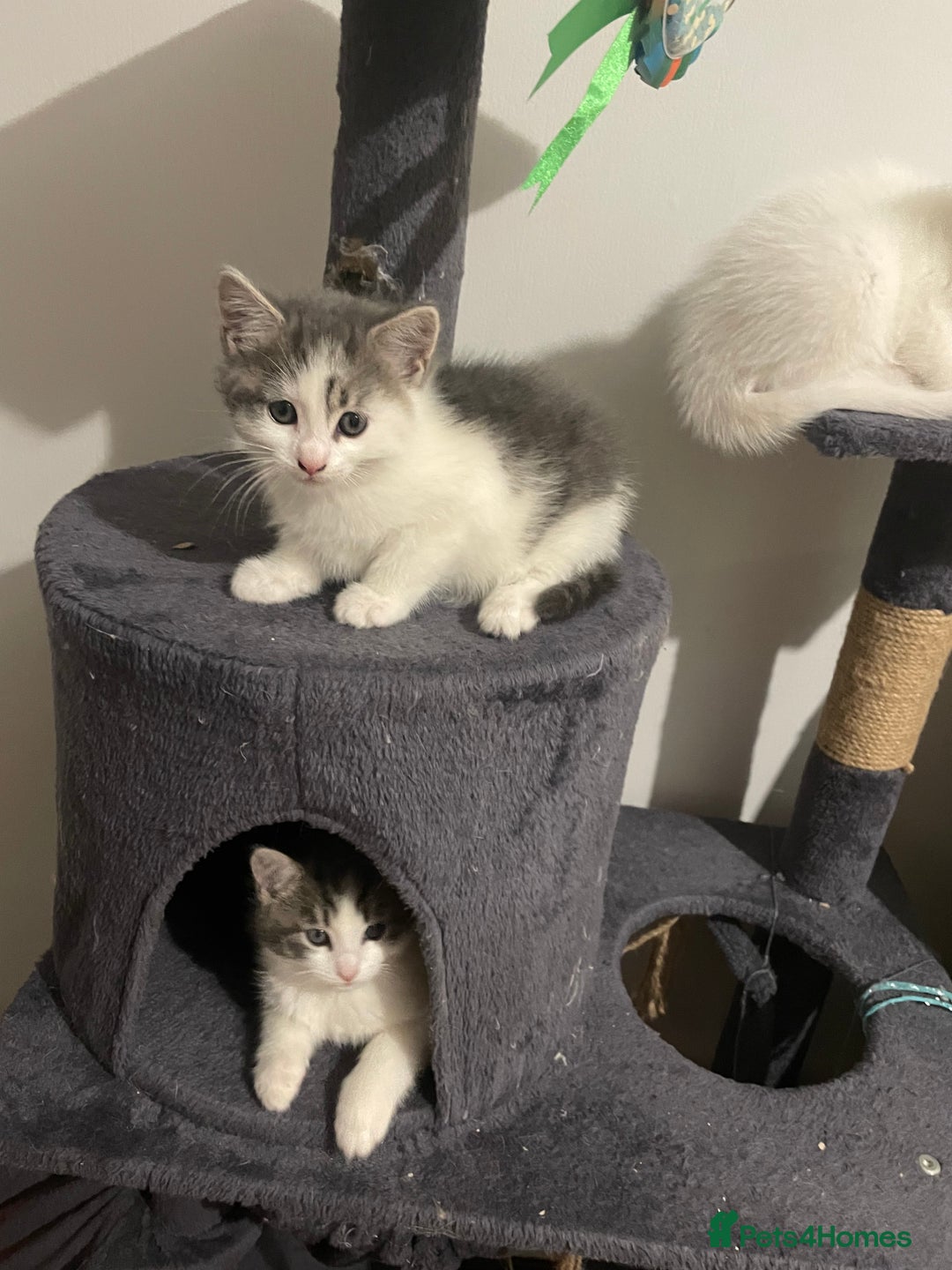 Khao Manee cats for sale: Beautiful kittens (ready to leave 9.02.2026) - Advert 8