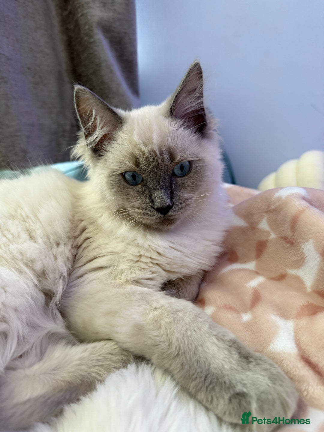 Ragdoll cats for sale: RAGDOLL looking for new home  - Advert 4