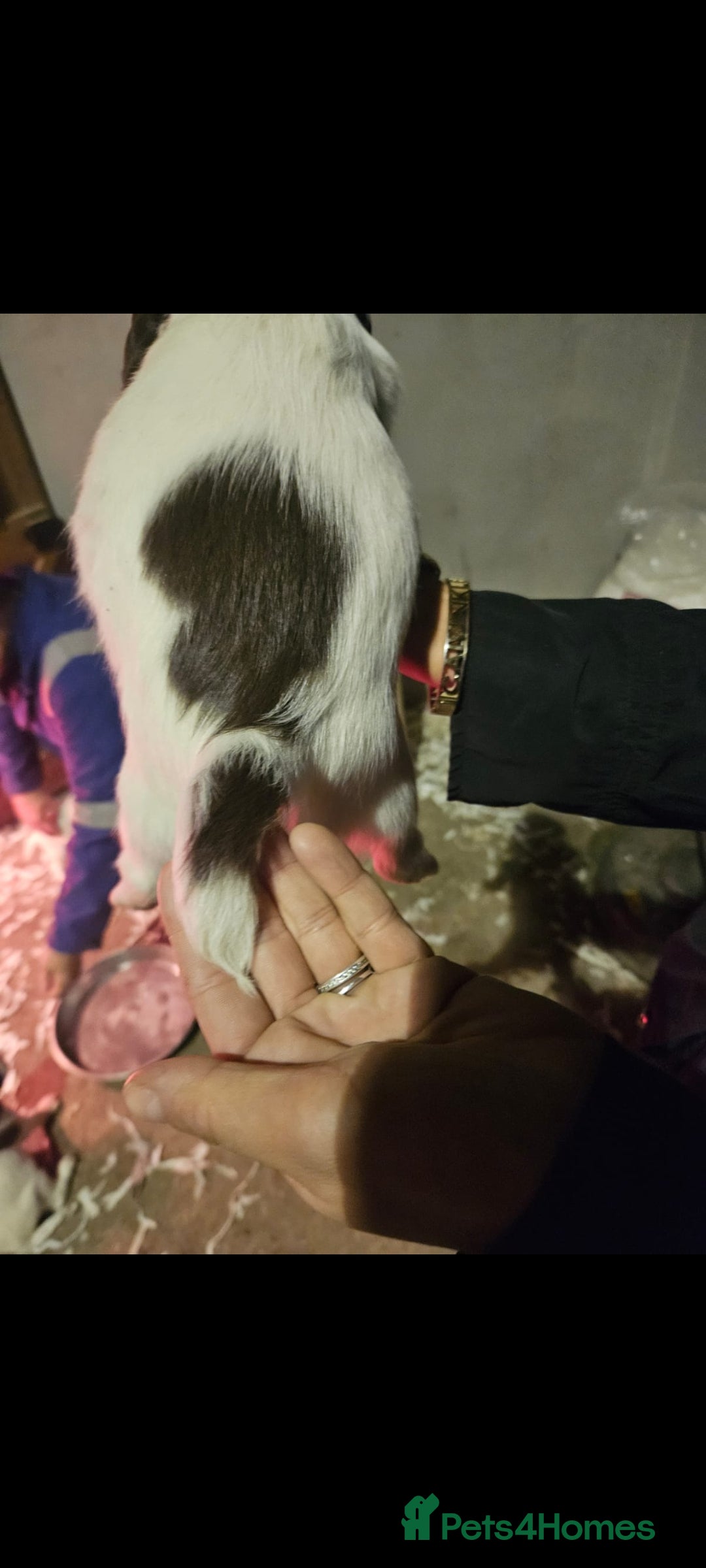 English Springer Spaniel dogs for sale: English springer spaniel pups - Advert 9