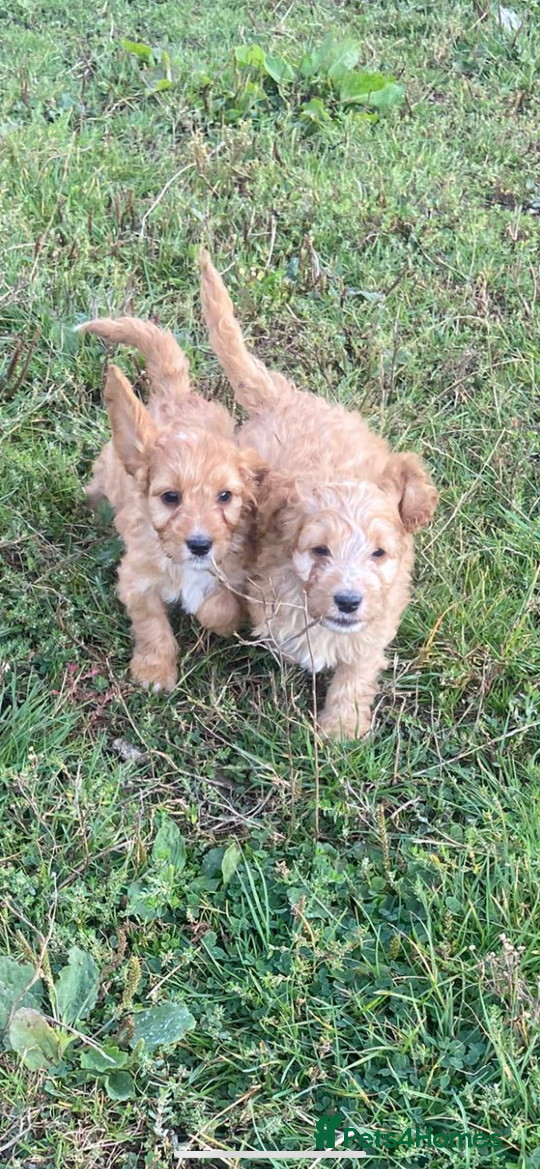 Cockapoo dogs for sale: Cockapoo puppies for sale - Image 7