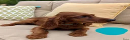 Irish Setter dogs for sale: Kennel Club Irish Setter Puppies  - Advert 8