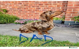 Miniature Dachshund dogs for sale: 6 Miniature Dachshund babies - Image 3