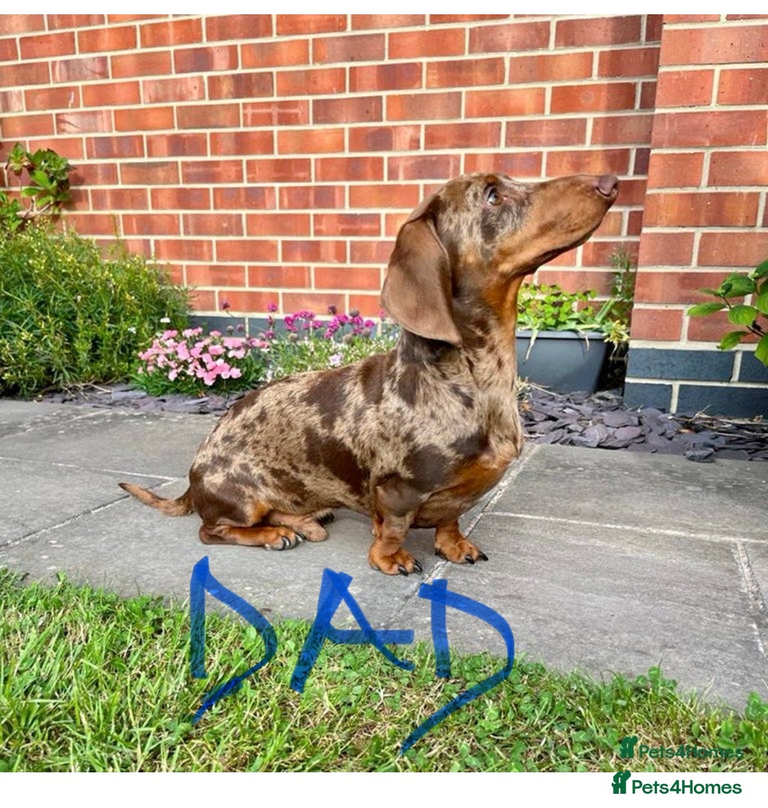 Miniature Dachshund dogs for sale: 6 Miniature Dachshund babies - Image 3