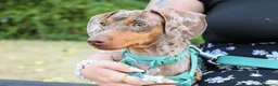 Dachshund dogs for sale: Male neutered dachshund  in Lee-on-the-Solent - Advert 13
