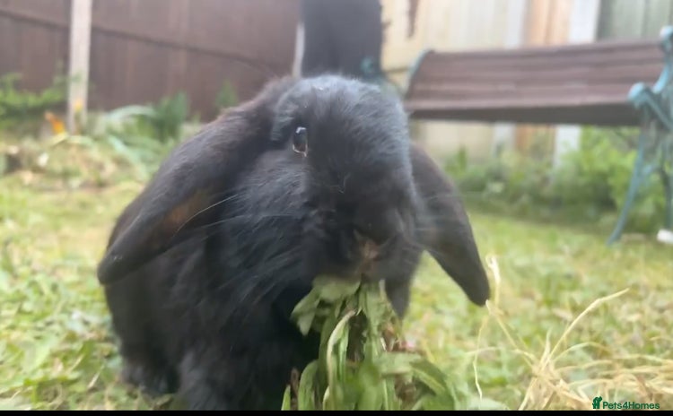 Mini Lop rabbits - Advert 1