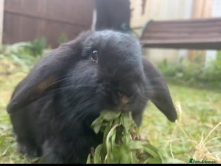 Mini Lop rabbits - Advert 20