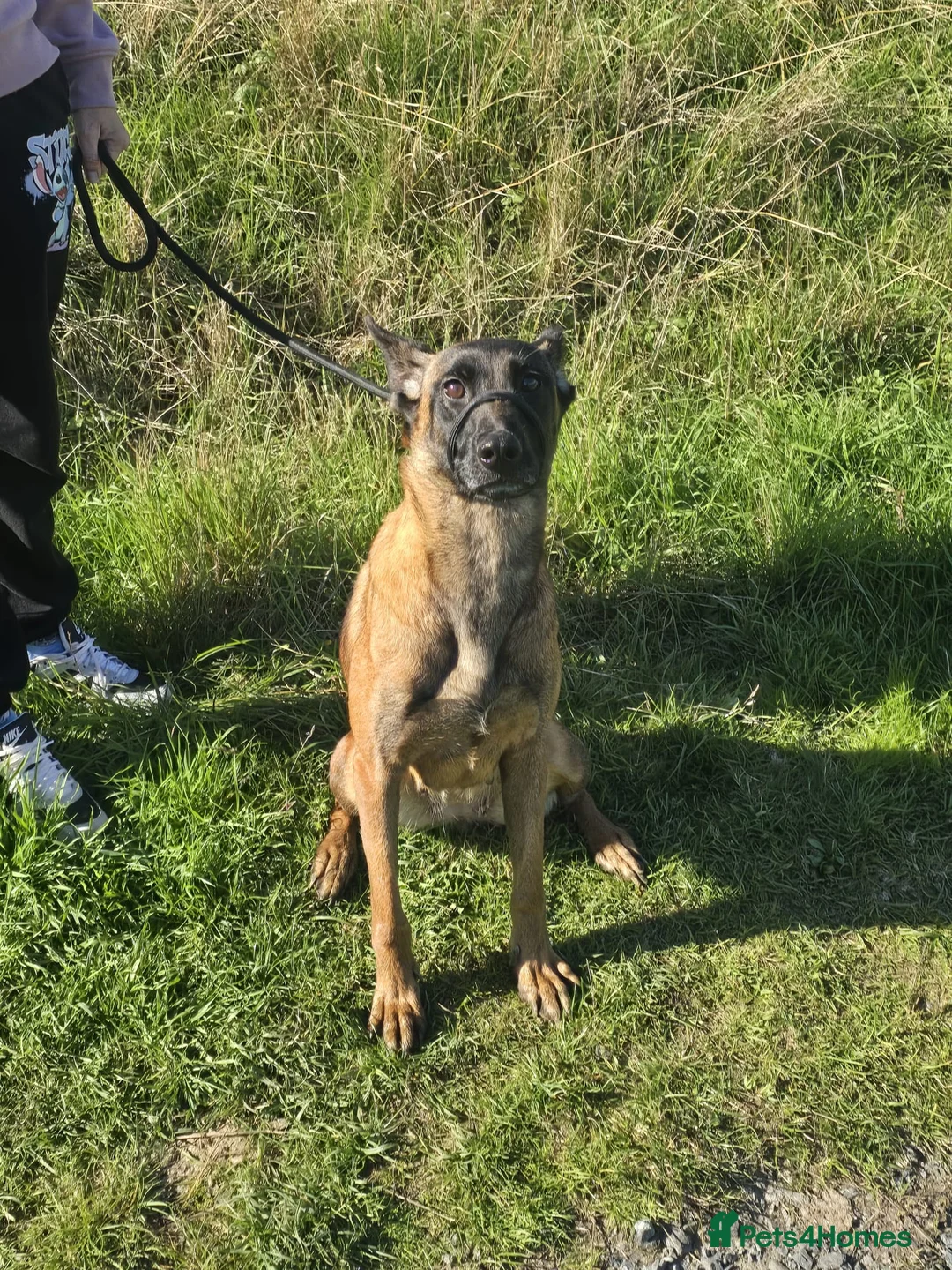 Belgian Shepherd Dog dogs for sale: Rehoming my belgium maillinois  - Advert 3