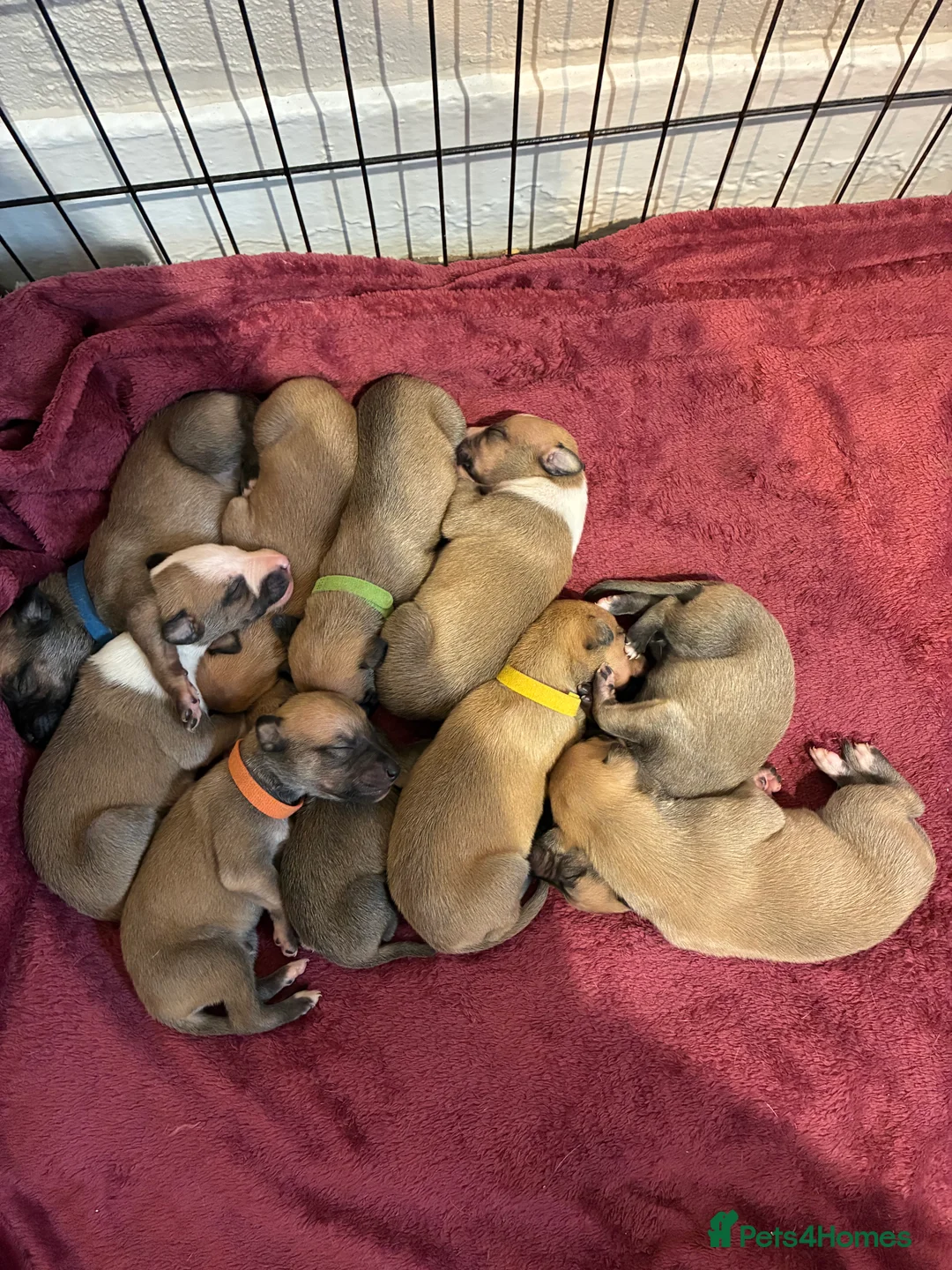 Whippet dogs for sale: Beautiful litter of Whippet puppies - Advert 1