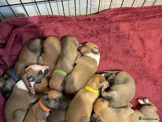 Whippet dogs Beautiful litter of Whippet puppies - Advert 9