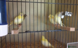 Canaries birds for sale: 2025 Canaries For Sale - Image 2