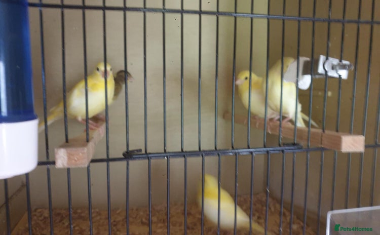 Canaries birds - Advert 1