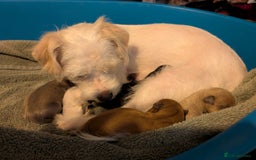 Mixed Breed dogs for sale: Jack Russell cross - Advert 2