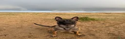 Belgian Shepherd Dog dogs for sale: BRN registered Belgian Malinois - Advert 1
