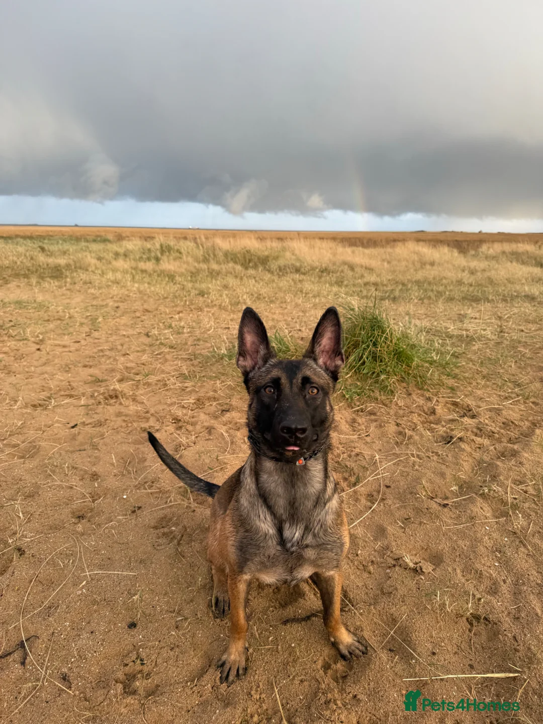 Belgian Shepherd Dog dogs for sale: BRN registered Belgian Malinois - Advert 1