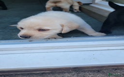 Labrador Retriever dogs for sale: Family bred Labrador puppies - Image 13
