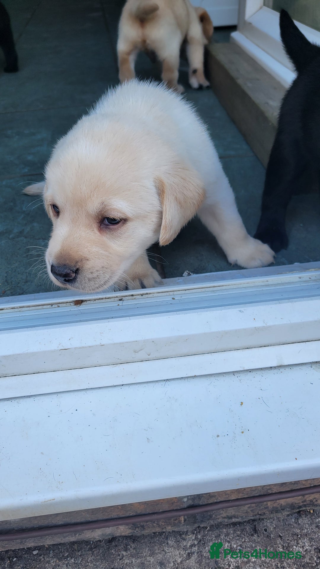 Labrador Retriever dogs for sale: Family bred Labrador puppies - Image 13