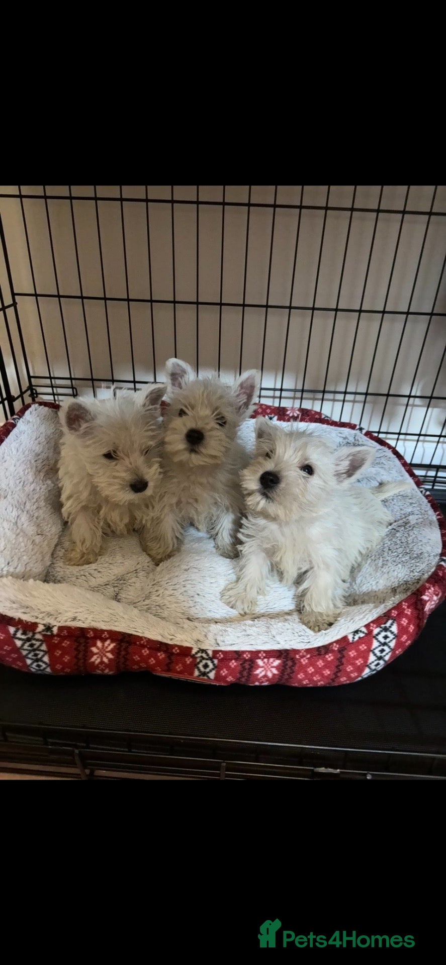 West Highland Terrier dogs for sale: 3 stunning west highland terrier puppies for sale - Advert 1